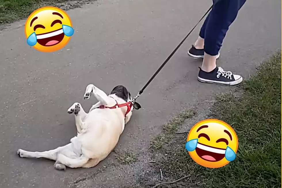 LMAO: Funny Video Perfectly Depicts Life For Parents Of Rowdy Dogs