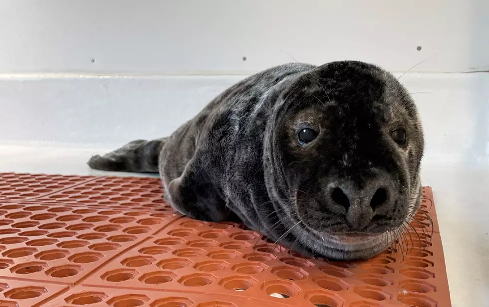 Baby Grey Seal Saved on Avalon NJ Beach