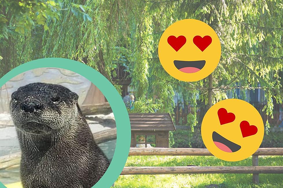 Say Hello To Cape May Zoo’s Newest Resident, Ariel The Otter!