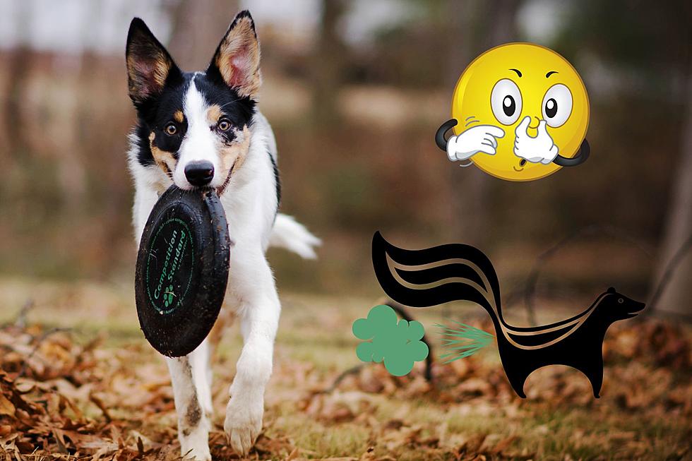 PRO TIP: Here’s How To Rid Your Pet Of That Stinky Skunk Smell
