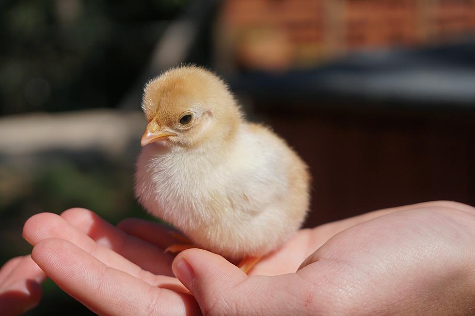 Help Name Baby Chicks In Time For Easter In Galloway, NJ