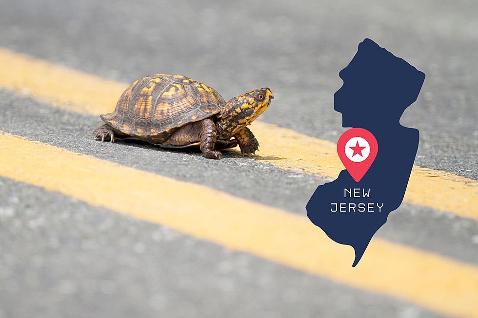 Don’t Forget To Look Out For Turtles On South Jersey Roads This Spring