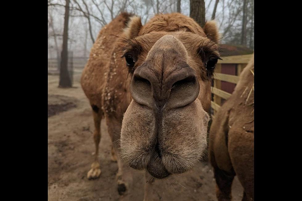 Wish Marty, The Arabian Camel, A Happy Birthday At Cape May Zoo!