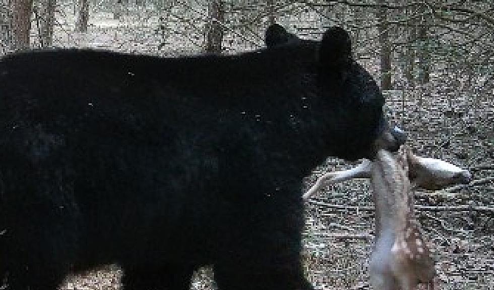 South Jersey Bear Apparently Killed a Baby Deer in Cedarville (PHOTO)