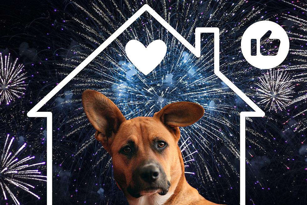 Hey, NJ Pet Owners: Leave The Dogs At Home For The Fireworks