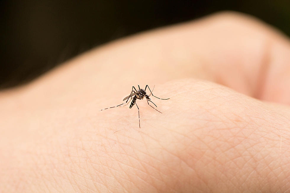 Brace Yourselves, NJ... The Mosquitoes Are Coming