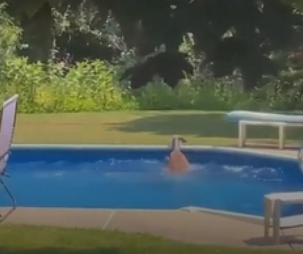 Deer Goes for a Dip in Jersey Homeowner’s Pool