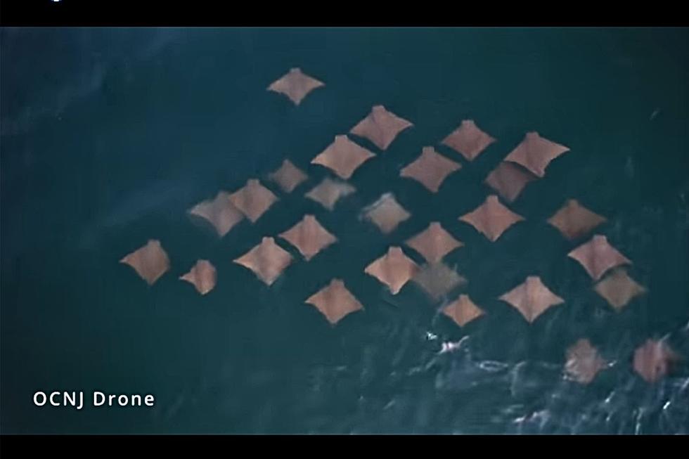 WOW! Video Captures Group Of Stingrays Passing By Ocean City, NJ