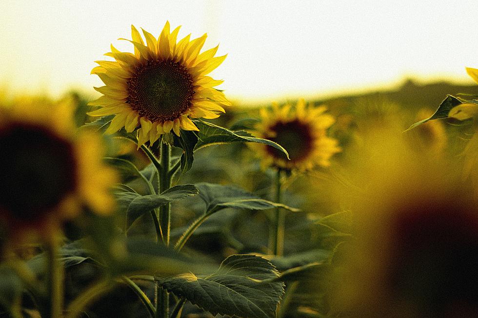 Save The Date To Get Lost Among The Sunflowers In Belleplain, NJ
