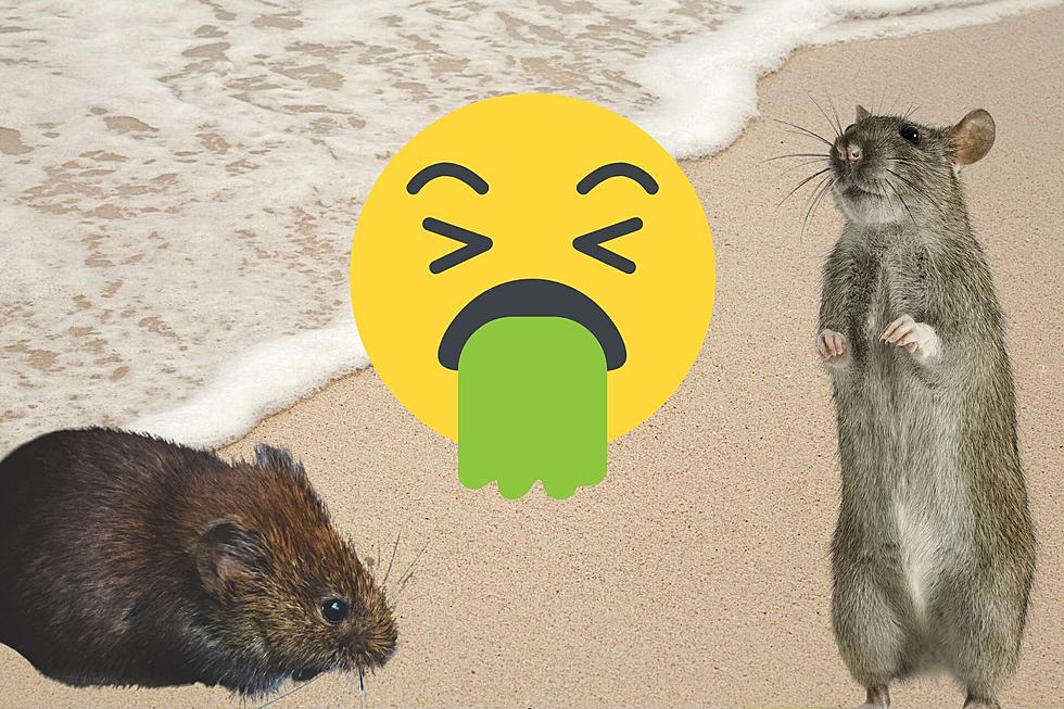 GROSS! Rats On The Beach In North Wildwood, NJ