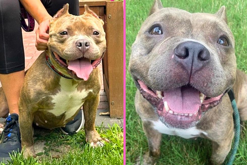 Can You Help? Pit Bull Gets Returned To Shelter In Voorhees, NJ