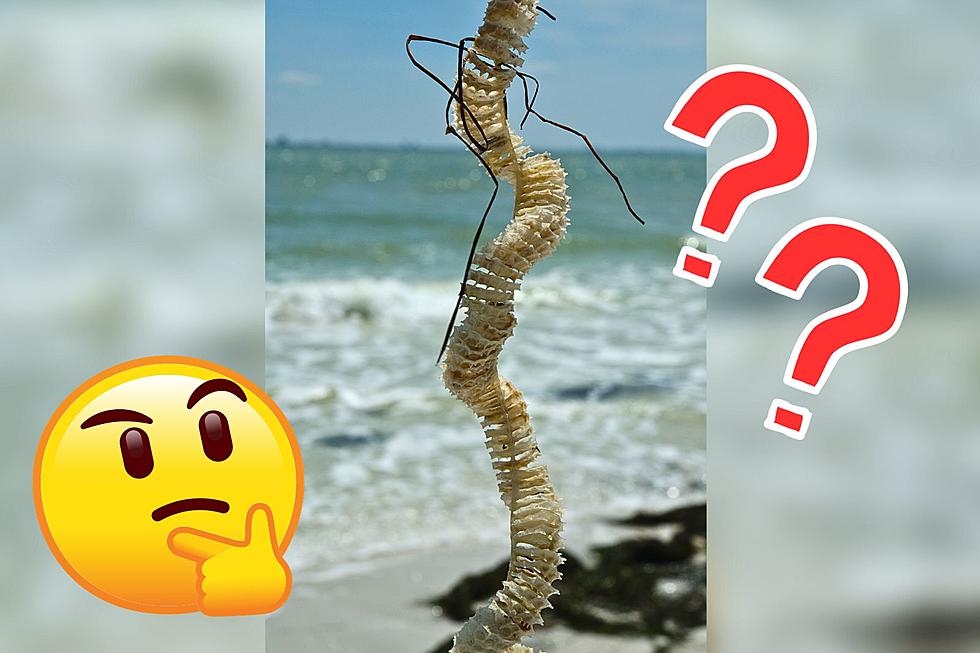 What Is This?? Weird Discovery Washes Up On Wildwood, NJ, Beach