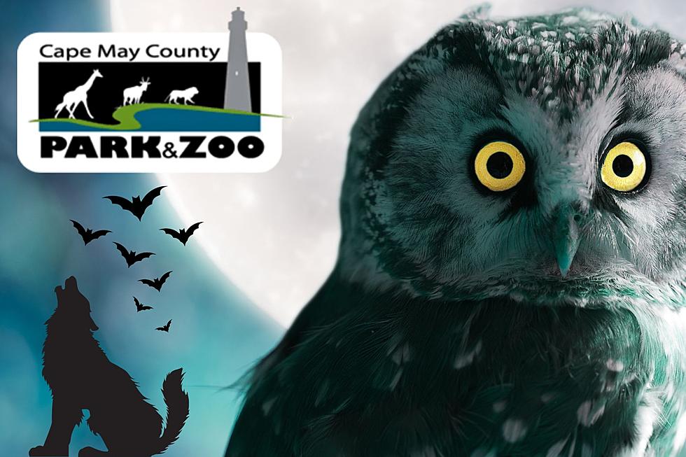 Take A Spooky Nighttime Stroll With Animals At The Cape May Zoo