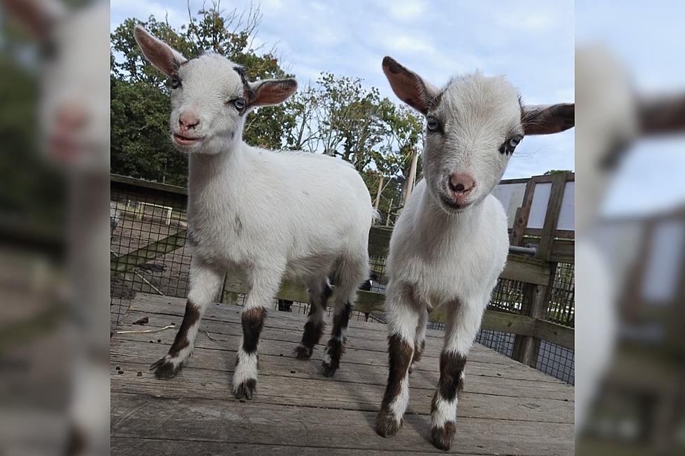 Meet the 2 New Baby Goats at Cape May Zoo