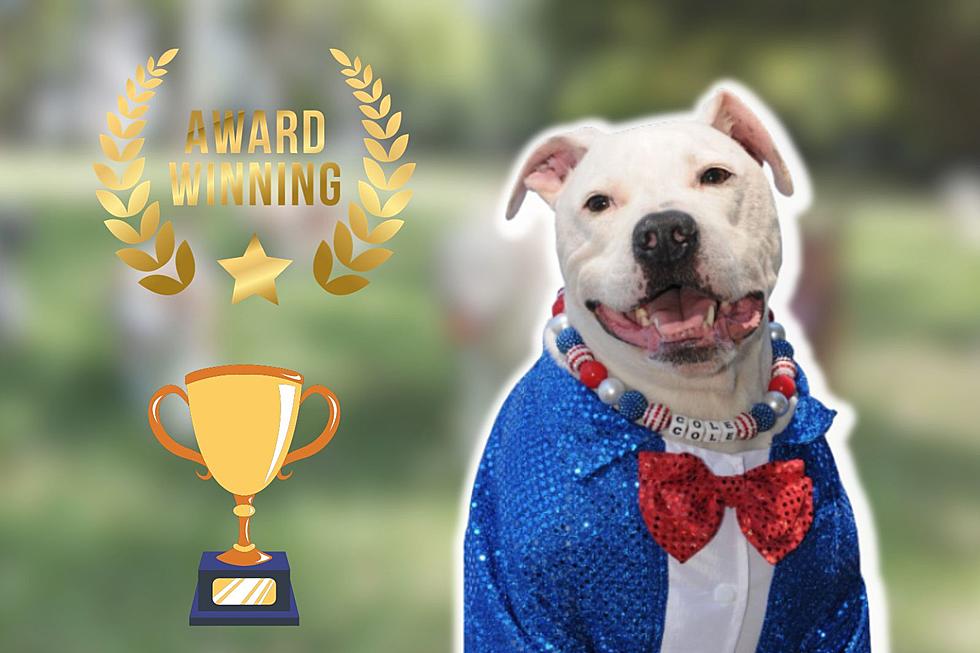 ASPCA’s ‘Dog Of The Year’ Award Went To Good Boy In Vineland, NJ