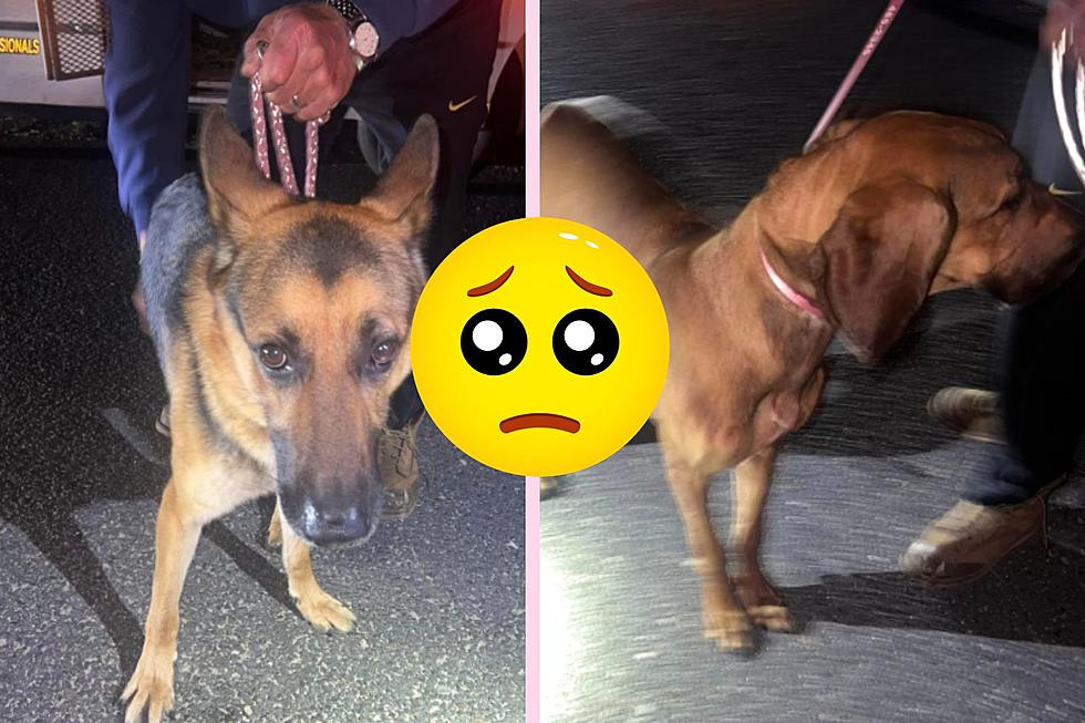 2 Beautiful Male Dogs Found On Streets Of Egg Harbor Township, NJ