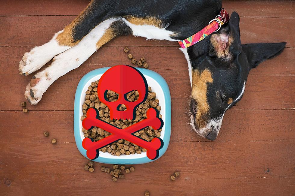 Dog Food Brand Sold In New Jersey Tested Positive For Salmonella