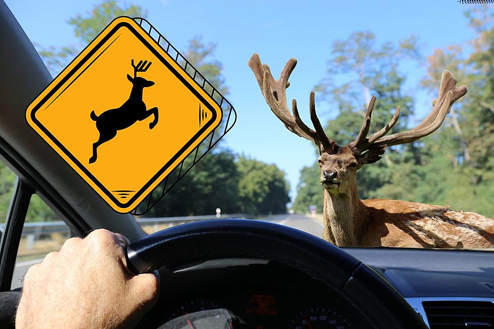 Watch Out For The Deer Getting Dirty In New Jersey