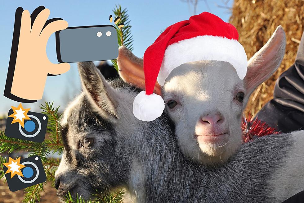 Say "Goat Cheese!" Get Your Holiday Pics W/ Animals At SJ Farm