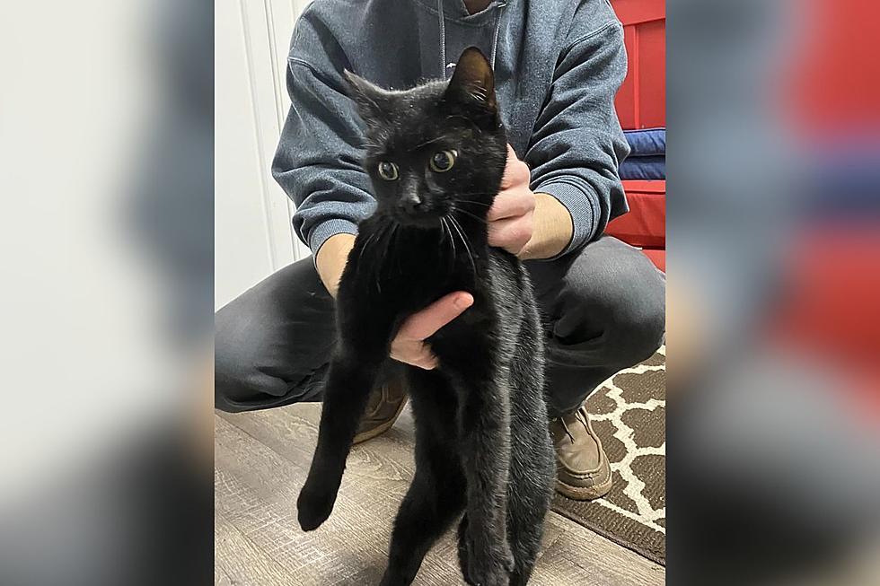 Locals Trying To Locate Owner Of Black Cat In Somers Point, NJ