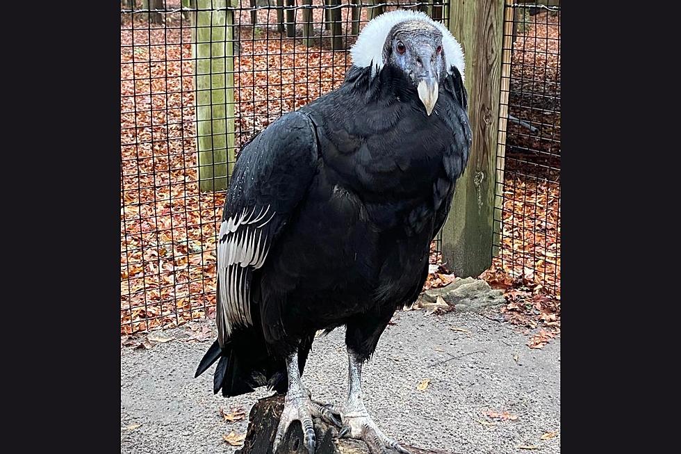 Happy Birthday To Cape May Zoo’s Oldest Animal, Princess The Condor!