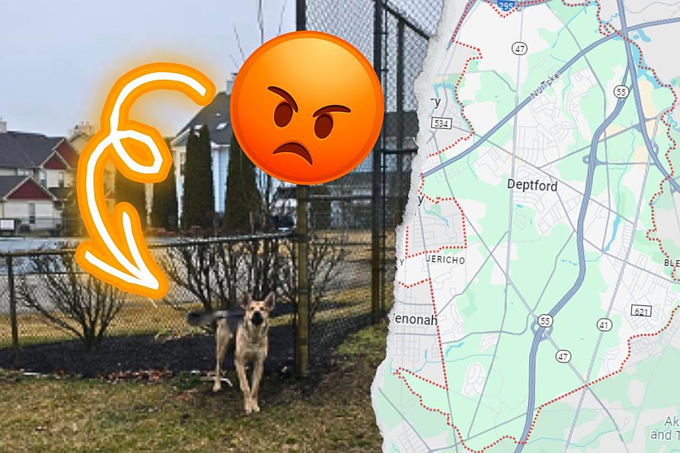 So Sad! German Shepherd Found Tied To Fence In Deptford, NJ