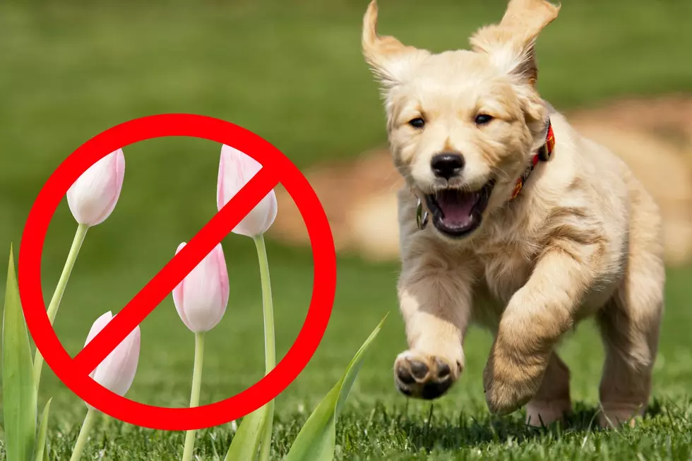 NJ DOG OWNERS: Keep Your Pups Away From These Spring Plants!