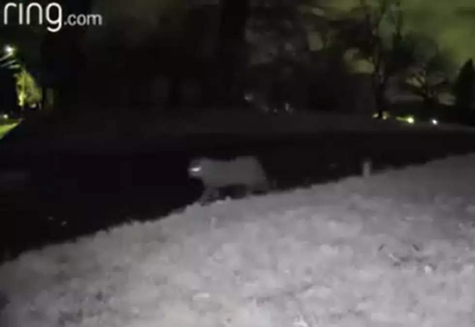 Did Ring Camera Capture Video of New Jersey Mountain Lion?