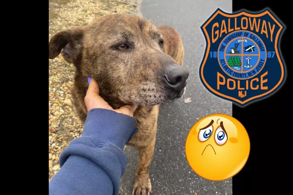 Lose Your Dog? He’s At The Galloway Township, NJ, Police Department