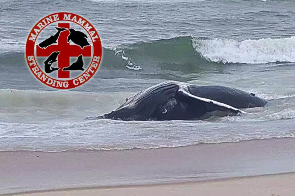 Humpback Whale Found Beached In Long Beach Island, NJ