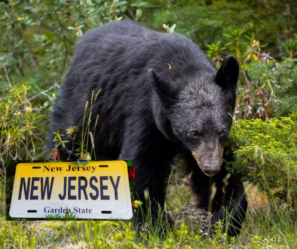Careful! Bear Activity in South Jersey Increasing