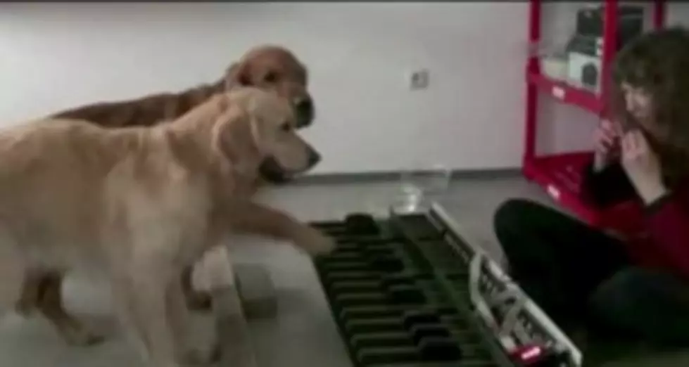 Today&#8217;s Attack On My Self-Esteem? Dogs Play Piano Better The I Do[VIDEO]