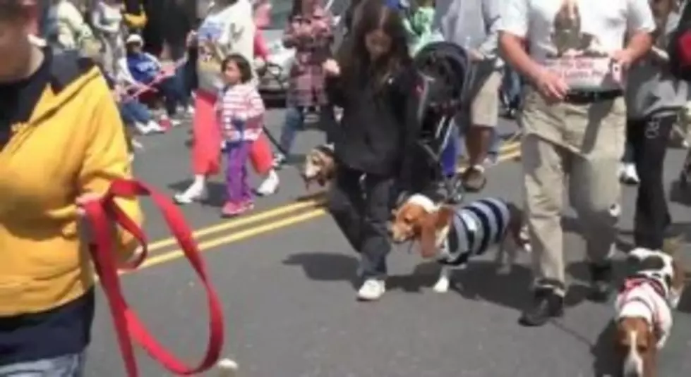 Basset Hounds, Pie Smashers &#038; a Cast of Characters Prepare for Ocean City Doo Dah Parade