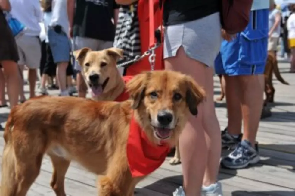 &#8220;Barks on the Boards&#8221; Fundraiser Is Dogs Turn on Ocean City Boardwalk