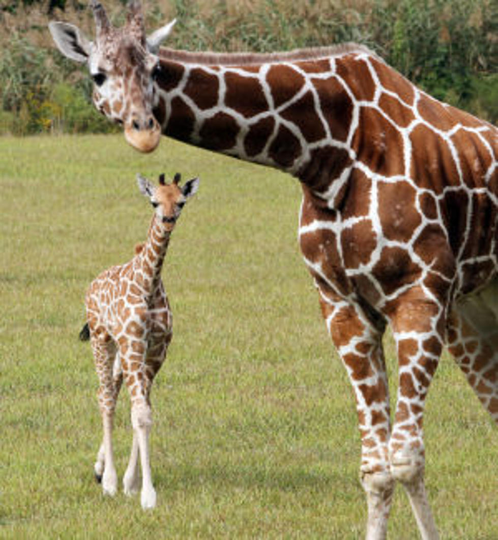 Cape May County Zoo Welcome New Arrivals