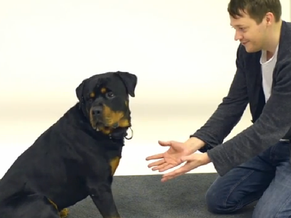 Magic Tricks For Dogs [VIDEO]