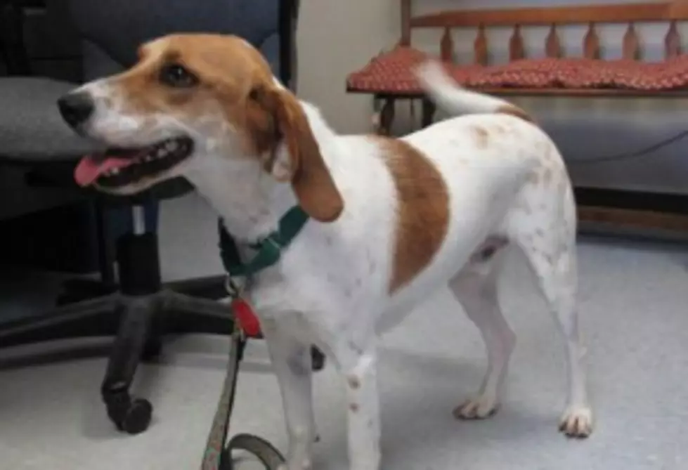 Pet of the Week: &#8216;River&#8217; the Foxhound Mix