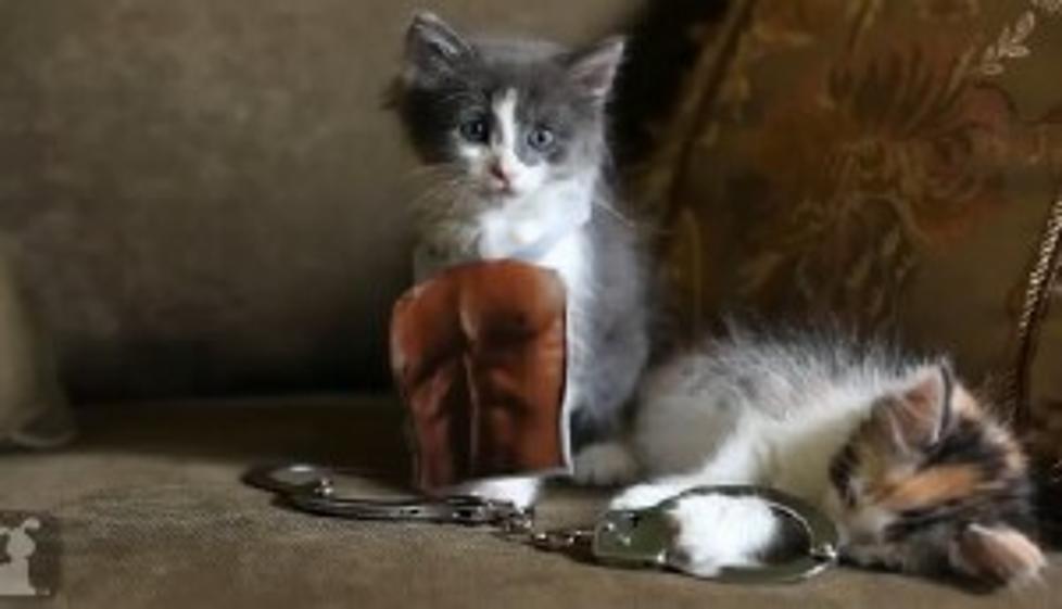 Steamy Trailer for &#8216;Fifty Shades of Grey&#8217;&#8230;Kitten Edition