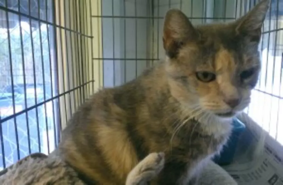Pet of the Week: Muffin the Blue Cream Calico Cat