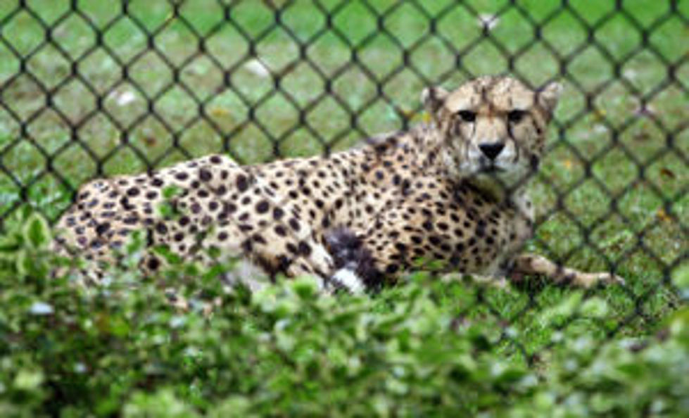 Big Cat Walk Coming to the Cape May County Zoo