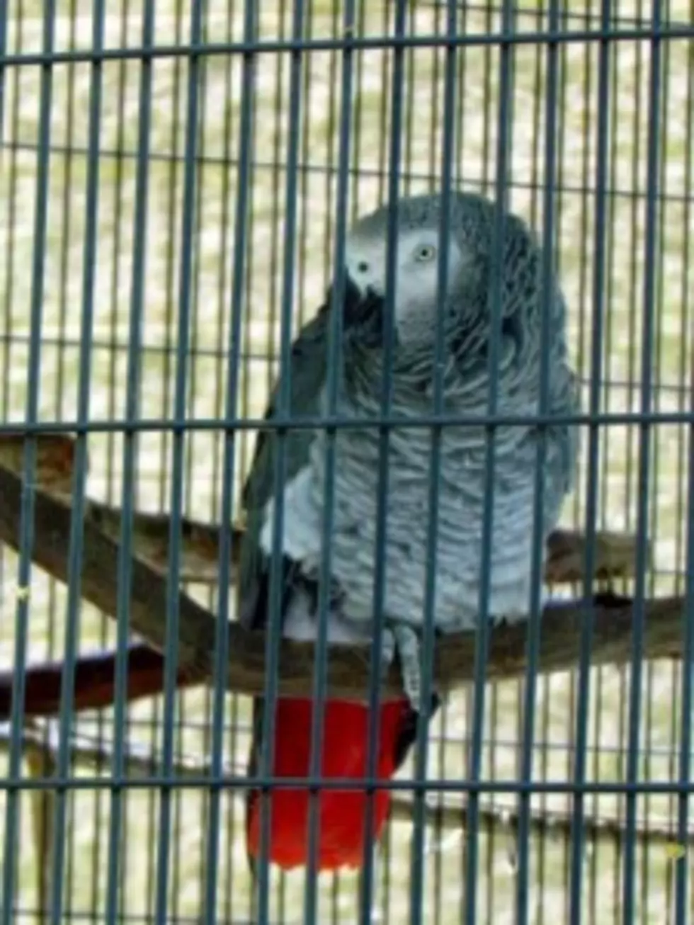Brutus the Parrot Returned to Cape May County Zoo