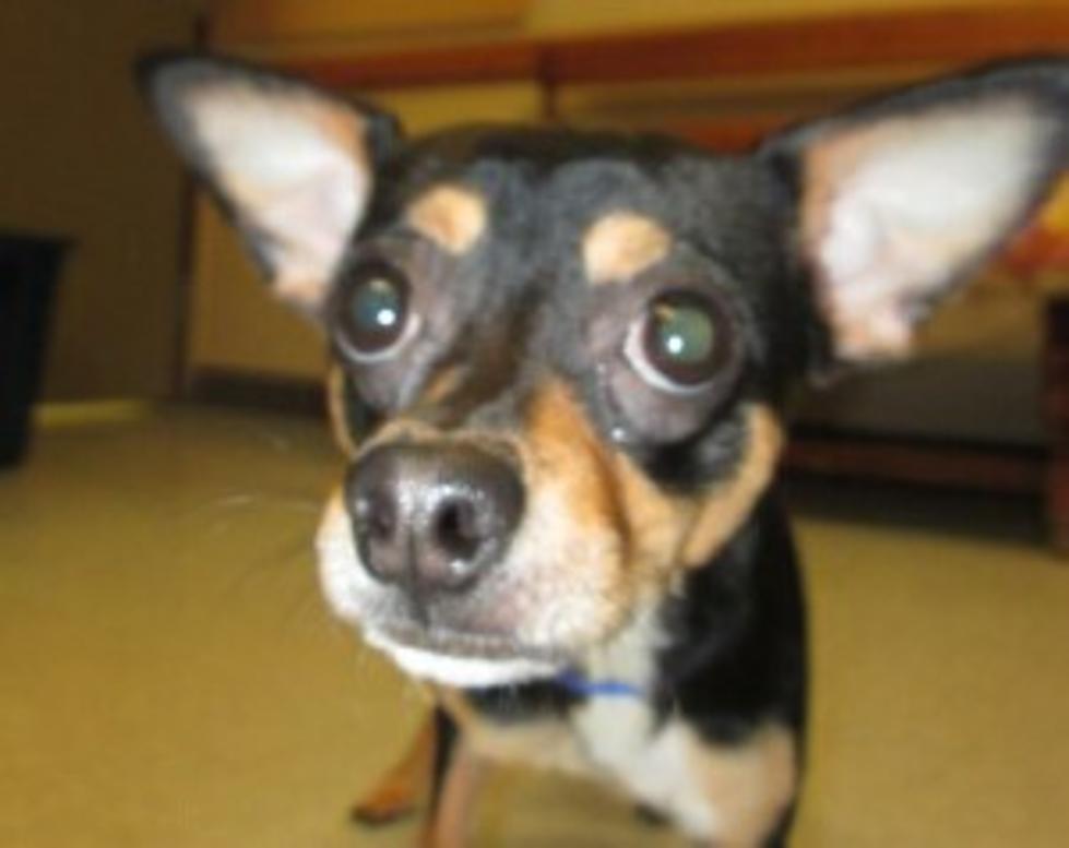 Pet of the Week: Cookie the Chihuahua is Shy But Sweet