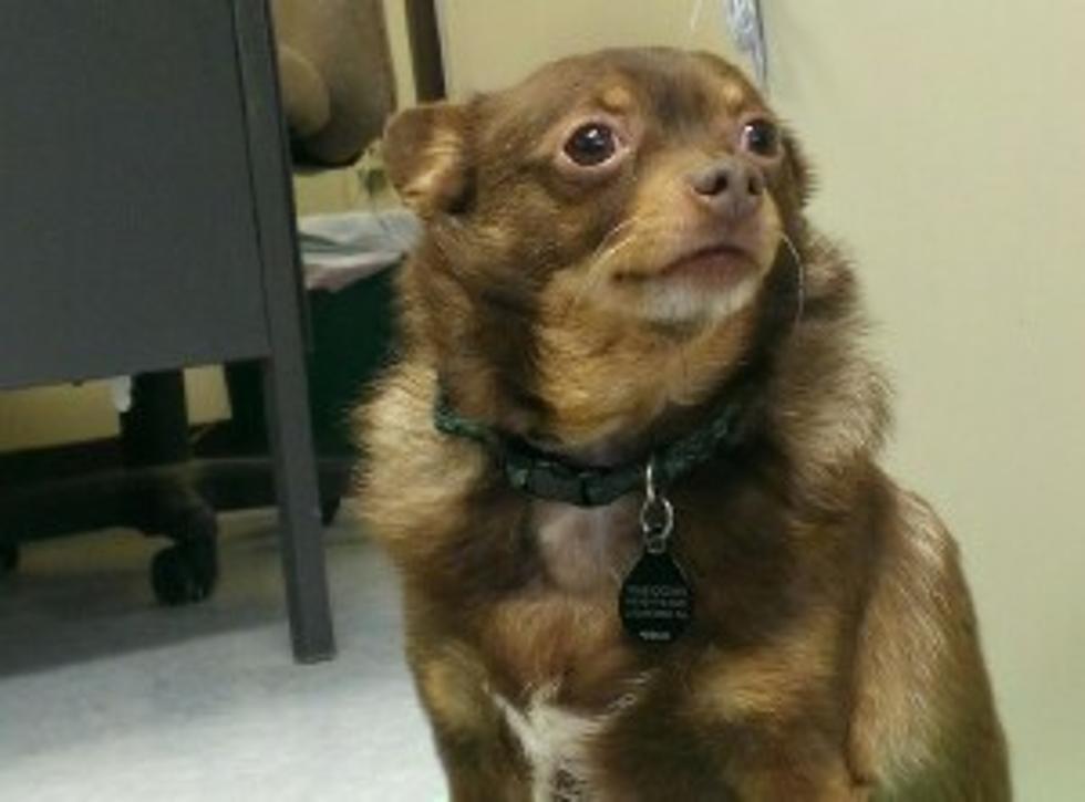 Pet of the Week: Kaden, the Long-Haired Chihuahua