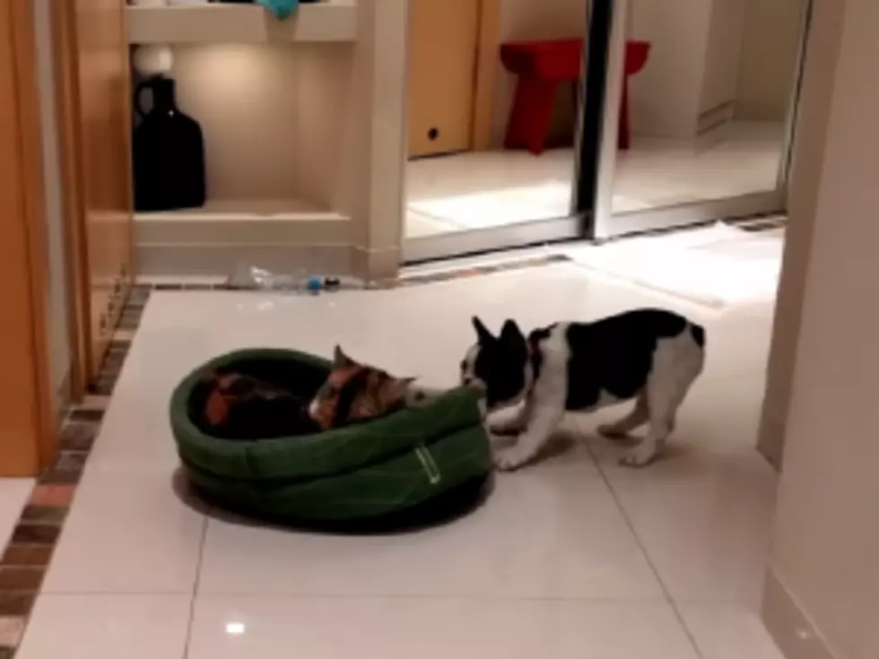 Persistent Puppy Finally Gets His Bed Back [VIDEO]