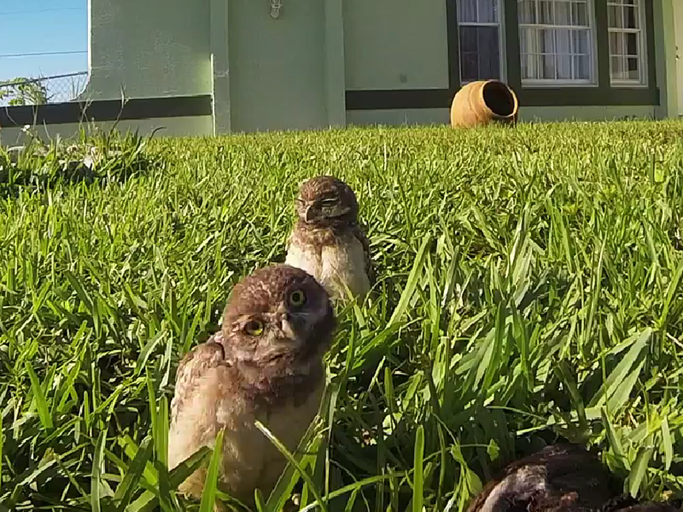 So Cute- Dancing Owls Are a Hoot [VIDEO]