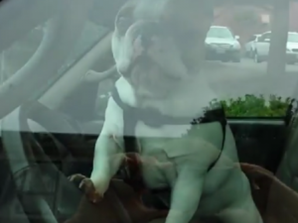 Upset Dog Left in Car Blares Horn [VIDEO]