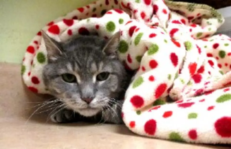 Pet of the Week: Noah Loves Attention, Treats, Blankets