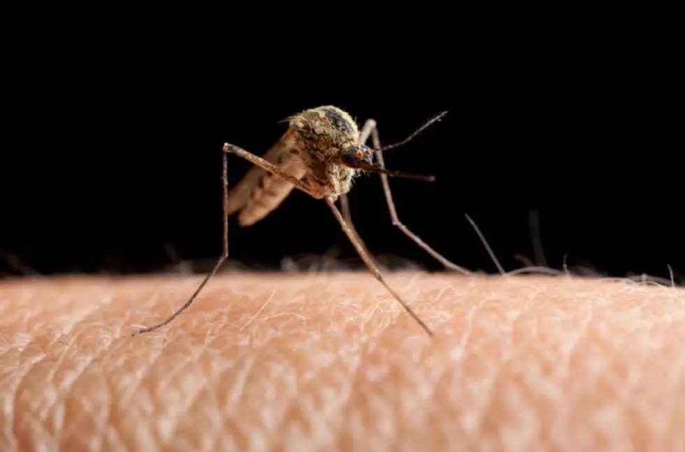 Mosquitoes Test Positive for West Nile in Somers Point