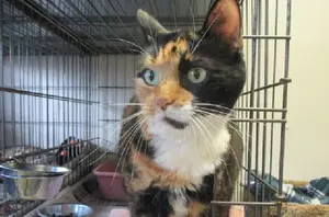 Gabby the Calico &#8211; Pet of the Week