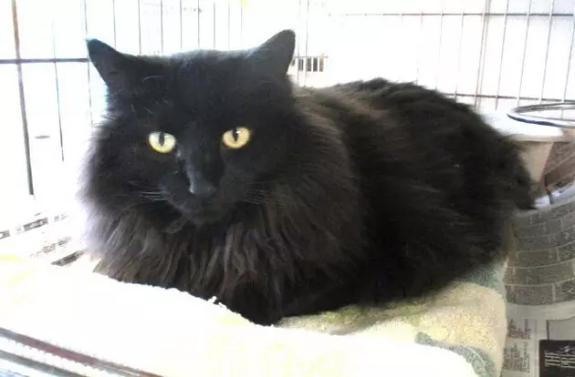 Miles Has Lots of Hair and Lots of Love &#8211; Pet of the Week